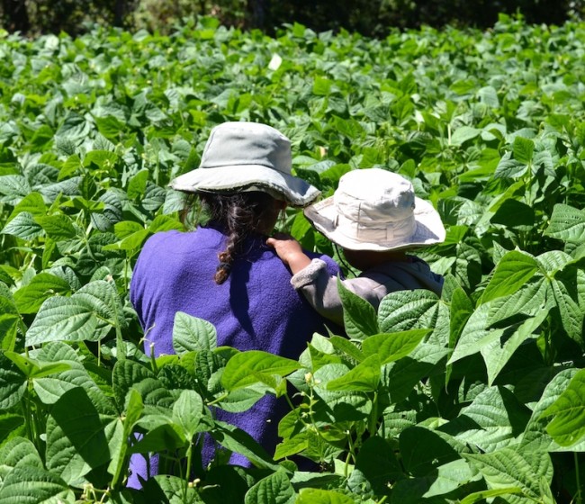 El Gobierno acelerará la futura ley de agricultura familiar para garantizar relevo generacional y proteger el medio rural