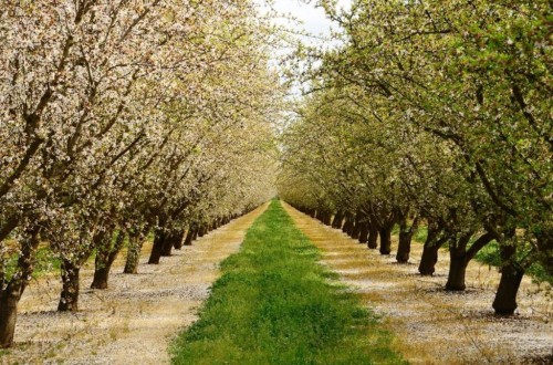 Unos 68.801 fruticultores percibirán en breve 78,1 M€ de la ayuda extraordinaria por sequía y Ucrania