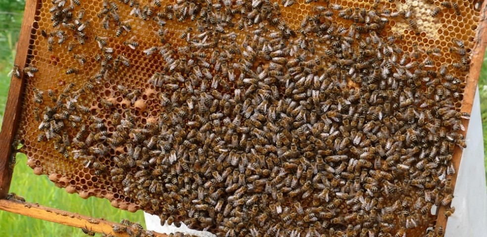 apicultura_MAPA