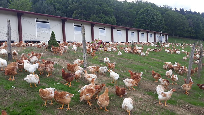 Por cada kilo de pollo comercializado, se emiten 2,93 kg de CO2 equivalente, un 10% menos que en el ejercicio anterior, según el Grupo AN