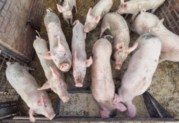 España seguirá siendo el mayor productor de porcino de la UE con 12 millones de cabezas en el segundo semestre de 2025