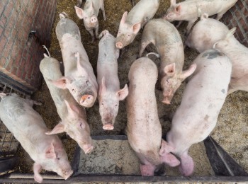 España seguirá siendo el mayor productor de porcino de la UE con 12 millones de cabezas en el segundo semestre de 2025