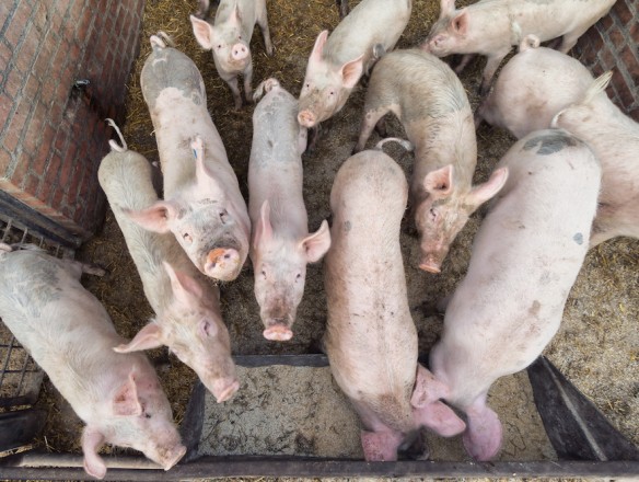 China amplía hasta diciembre su investigación a las importaciones de cerdo de la UE