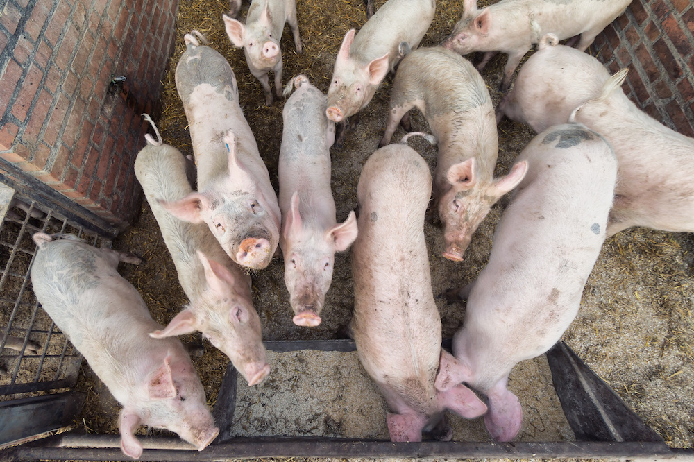 Ligero descenso de la producción animal de la UE en 2024: España será el mayor productor de porcino y ovino