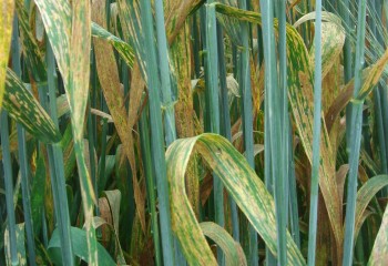 Problemas actuales de la situación fitosanitaria de los cereales de invierno