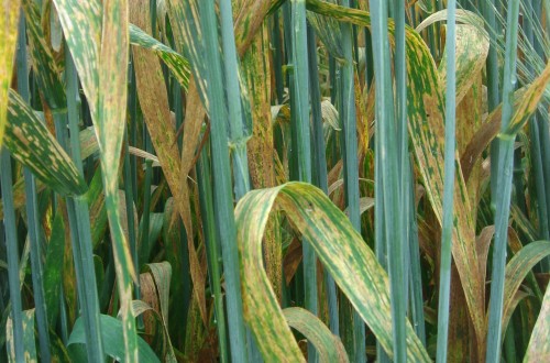 Problemas actuales de la situación fitosanitaria de los cereales de invierno