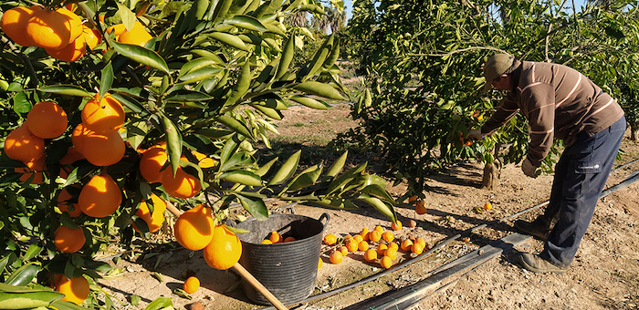 citricos_naranjas_valencia