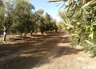 Efecto a largo plazo de diferentes aportaciones de fósforo al olivar mediante fertirrigación