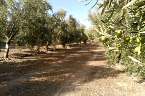 Efecto a largo plazo de diferentes aportaciones de fósforo al olivar mediante fertirrigación