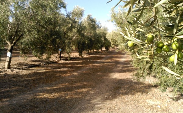 Efecto a largo plazo de diferentes aportaciones de fósforo al olivar mediante fertirrigación