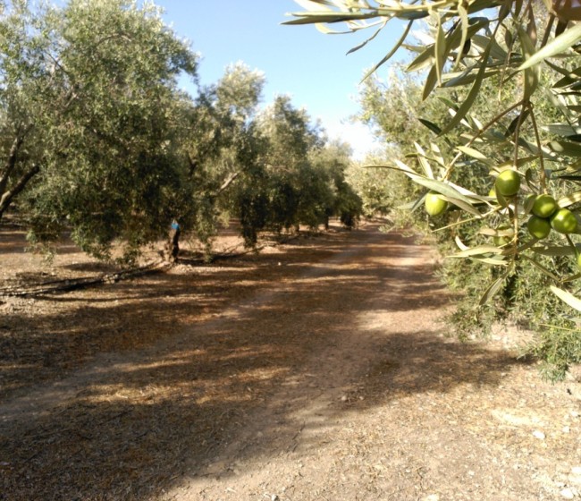 Efecto a largo plazo de diferentes aportaciones de fósforo al olivar mediante fertirrigación