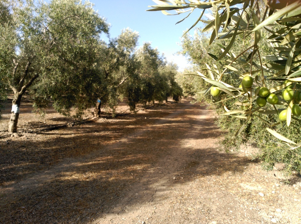 Efecto a largo plazo de diferentes aportaciones de fósforo al olivar mediante fertirrigación