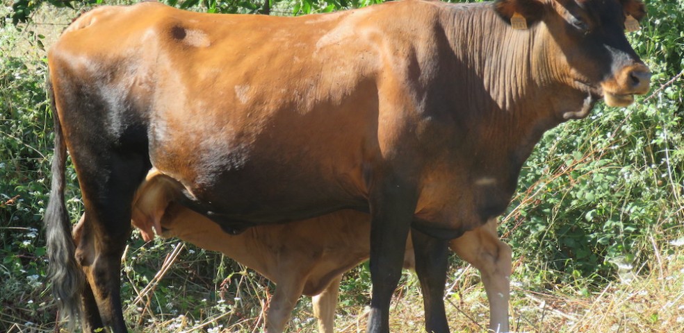 ganadería_vacas_razas