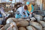 El Gobierno hace un llamamiento a la vacunación contra lengua azul aunque sea voluntaria