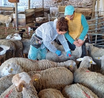 El Gobierno hace un llamamiento a la vacunación contra lengua azul aunque sea voluntaria