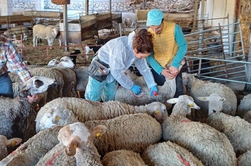 La Consejería de Agricultura inicia la vacunación contra la lengua azul de la cabaña ganadera alicantina