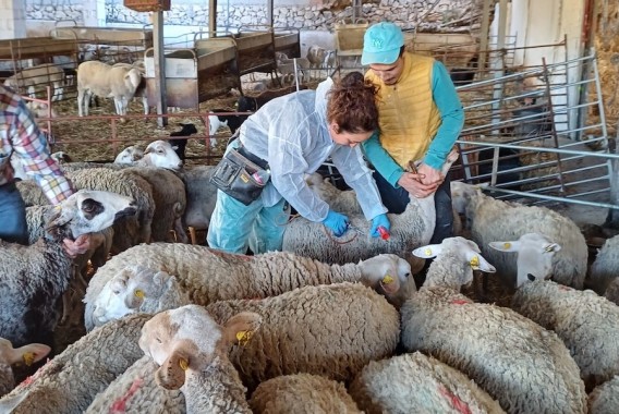 El Gobierno hace un llamamiento a la vacunación contra lengua azul aunque sea voluntaria