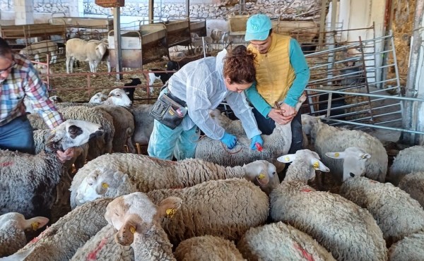 El Gobierno hace un llamamiento a la vacunación contra lengua azul aunque sea voluntaria