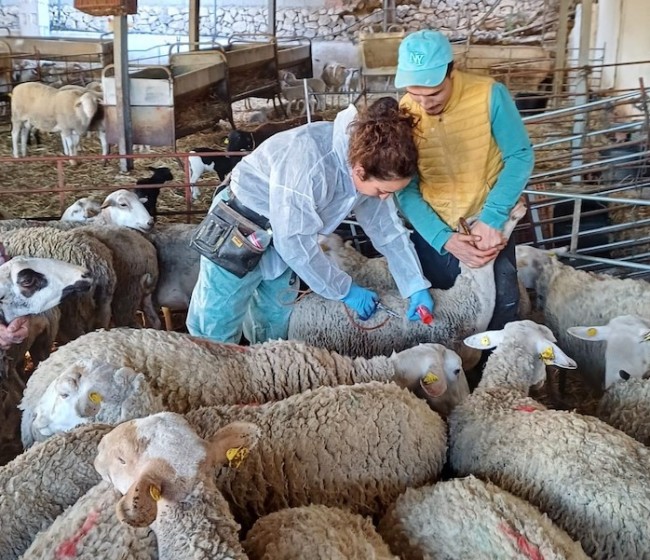 Asturias destina casi dos millones a completar la vacunación contra la lengua azul