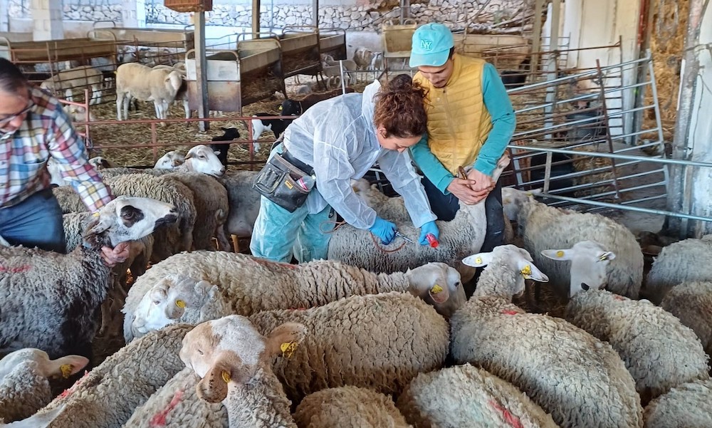 La Consejería de Agricultura inicia la vacunación contra la lengua azul de la cabaña ganadera alicantina