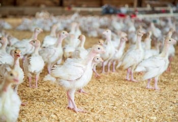 La CE recaba opiniones para revisar la legislación de la UE sobre el bienestar de los animales de granja