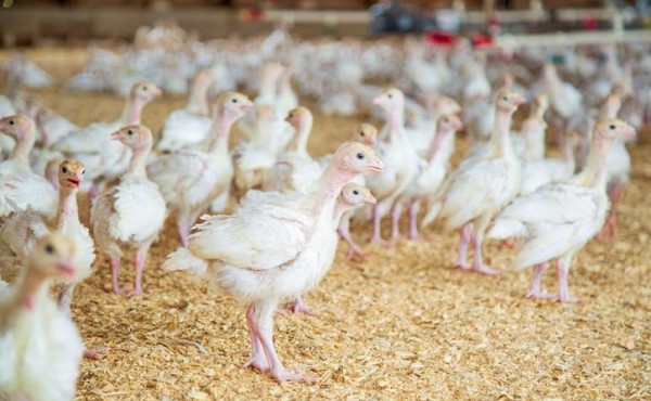 La CE recaba opiniones para revisar la legislación de la UE sobre el bienestar de los animales de granja