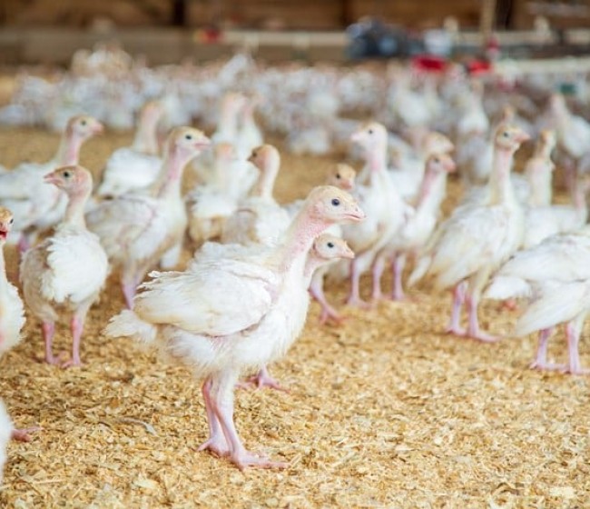 La CE recaba opiniones para revisar la legislación de la UE sobre el bienestar de los animales de granja