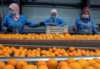La UNIÓ reclama a la UE un precio de entrada por encima de 1 €/kg para los cítricos importados