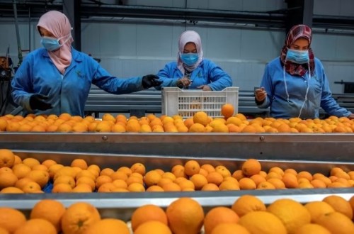 La Unió exige a la UE precios de entrada por encima de 1 €/kg para los cítricos importados y medidas contra la competencia de Egipto