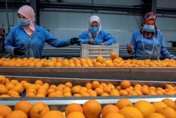 La UNIÓ reclama a la UE un precio de entrada por encima de 1 €/kg para los cítricos importados