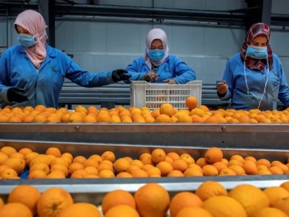 La UNIÓ reclama a la UE un precio de entrada por encima de 1 €/kg para los cítricos importados