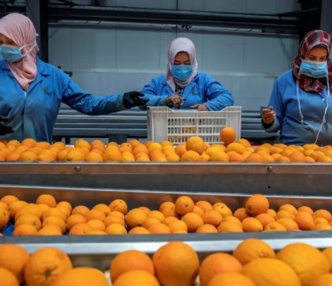 La UNIÓ reclama a la UE un precio de entrada por encima de 1 €/kg para los cítricos importados