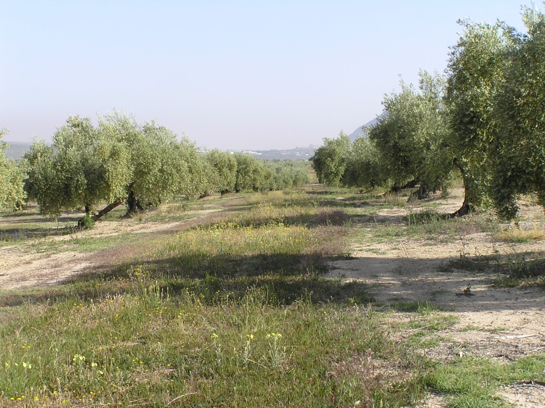 Control de prais y de repilo en el cultivo del olivo