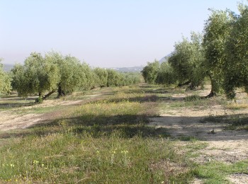 Control de prais y de repilo en el cultivo del olivo