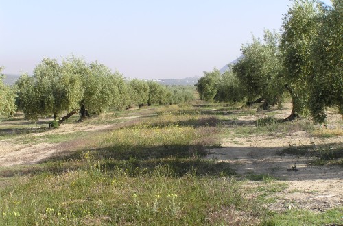 Control de prais y de repilo en el cultivo del olivo