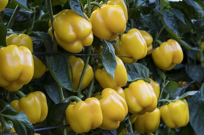 Francia y Finlandia emiten dos alertas tras detectar pesticidas en calabacines y pimientos amarillos españoles