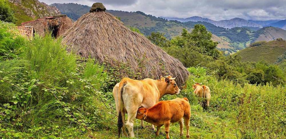 vacas_asturias