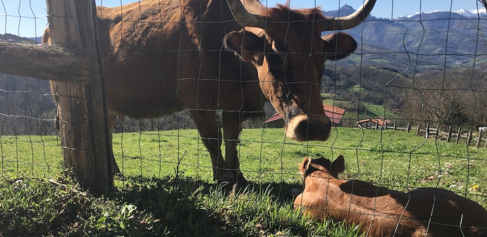 vacuno_vaca_ternero_ganedería_asturias