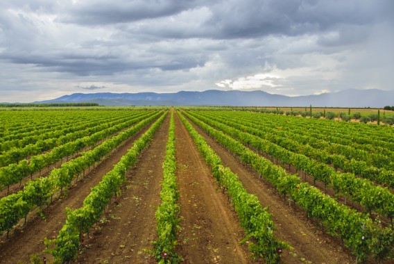 El 97% de la superficie de viñedo en España está en territorio de alguna denominación de calidad