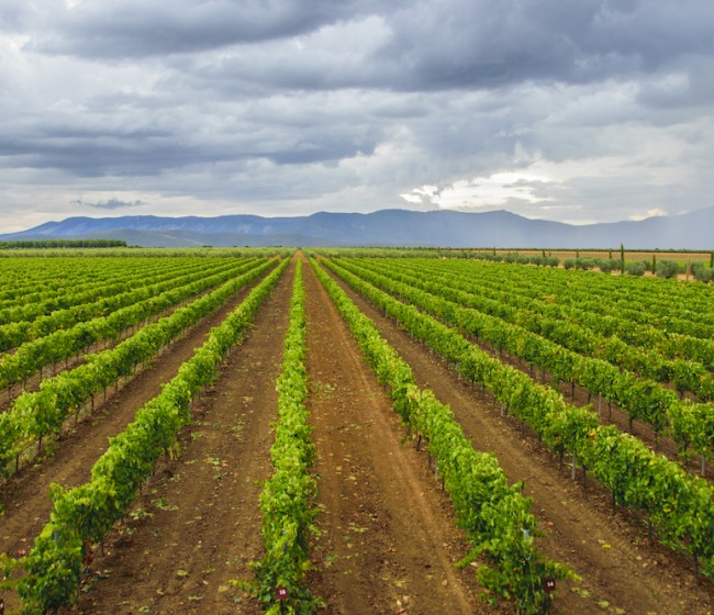 El 97% de la superficie de viñedo en España está en territorio de alguna denominación de calidad