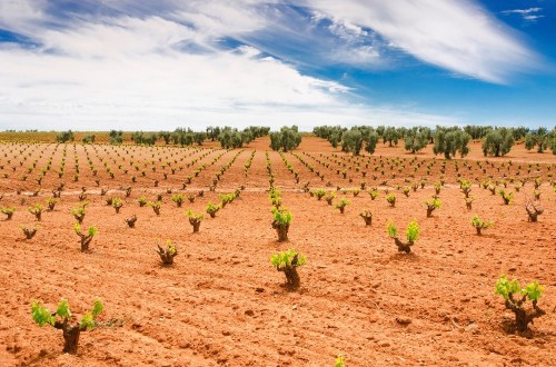 Apag Extremadura Asaja exige líneas de crédito al 0% para cultivos de olivar y viñedo y ayudas directas al viñedo