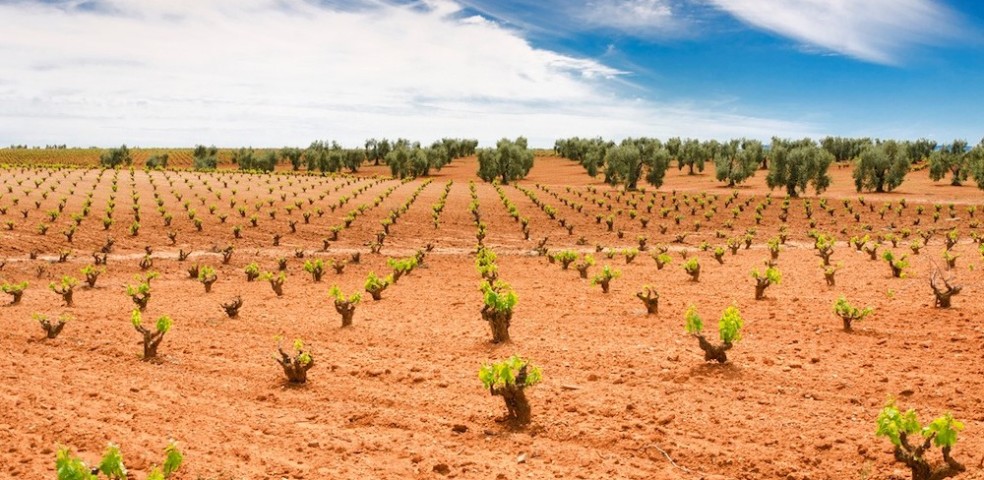 viñedo_olivar_extremadura