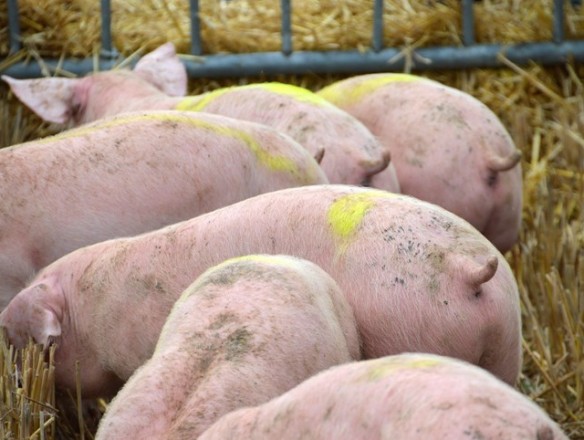 El Consejo UE aprueba la revisión de la DEI que afecta a las explotaciones ganaderas intensivas de aves y cerdos