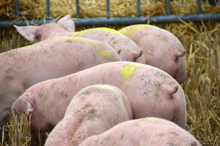 El Consejo UE aprueba la revisión de la DEI que afecta a las explotaciones ganaderas intensivas de aves y cerdos