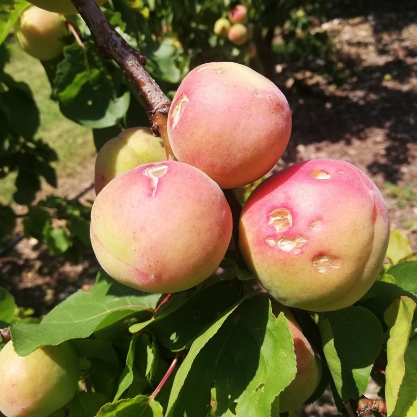 COAG avanza que heladas y pedrisco recortan las previsiones de cosecha de fruta de verano 2024/25