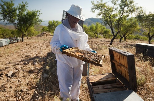 La Junta de Andalucía concede 3,1 millones al sector apícola para la mejora de su producción y su comercialización