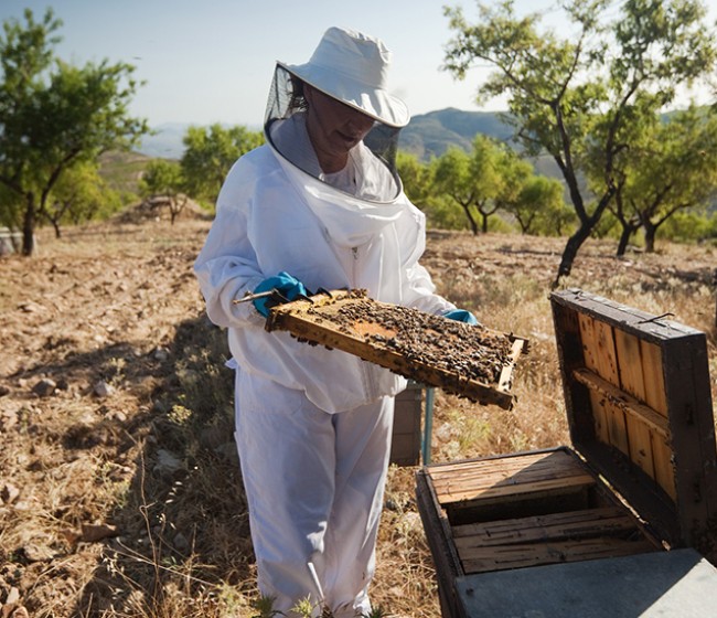 Andalucía destina más de 4,7 millones al sector apícola