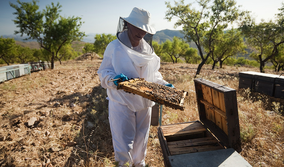 Andalucía destina más de 4,7 millones al sector apícola