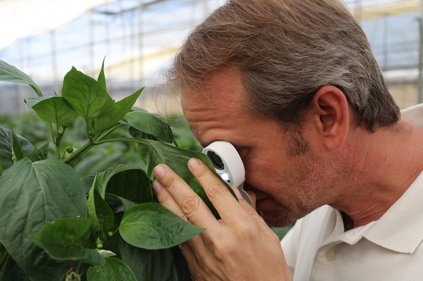 Unas reflexiones personales sobre sanidad vegetal. Por Tomás García Azcárate