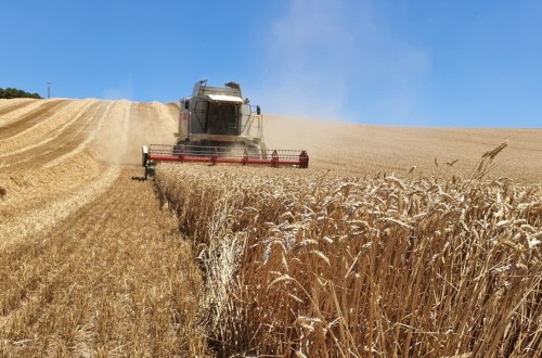 La FAO revisa al alza ligeramente la producción mundial de cereales en 2023/24